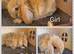 Mini lop kits available to reserve