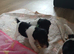 Beautiful wire fox terrier puppies 3 girls left