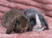 Mini lop