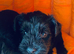 Miniature Schnauzer Puppies/Pups KC Registered