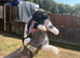 Giant French lops