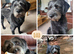 AVAILABLE NOW!!!!!for their forever homes!!!