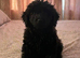 F2 COCKERPOO