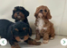 Cavapoo (Girls)