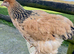 BRAHMA POINT OF LAY PULLETS
