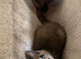 Pretty British short hair X mainecoon kittens