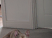 Rehoming needed French Bulldog Male