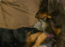 Beautiful Brown/Tan (Chocolate/Tan) Dobermann puppy