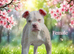 Both vaccines ready now! Olde English bulldogs olde tyme bulldogs