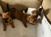 Minature Jack Russell puppys