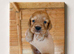 Stunning working spaniels. 1 Boy LEFT!!