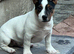 Future Jack Russell stud dog