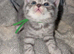 Full British shorthairs
