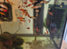 Assorted swordtail platy hybrids