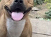 mastiff cross pup