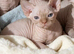 GORGEOUS SPHYNX KITTENS GIRLS AND BOYS