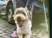 Adult male Biewer Terrier neutered