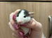 Gorgeous pedigree dwarf rat pups