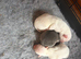 Beautiful boy kc puppies