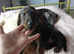 Doxiepoos