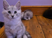 Pedigree TICA Registered Maine Coon Kittens