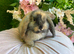 Mini lop