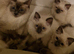 RAGDOLL KITTEN