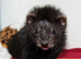 Ferret(s) wanted