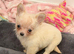 Beautiful Chihuahua Puppies from Show home