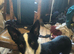 Border collie male