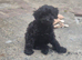 Cockapoo puppys