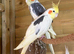 cockatiels breeding pairs