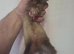 11 Micro ferrets