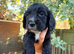 Working Cocker Spaniel Puppies