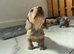 6 beautiful puppies looking for forever homes