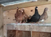 pigeons english barbs