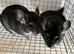 Beautiful 3 month old, Standard Grey, Males and Females &pound;90 each