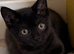 Magical New Year&rsquo;s Eve Kittens & Their Clever Dad
