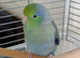Beautiful Tame Male Parrotlet
