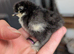 Pekins Chicks + Growers