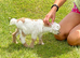 Pure Pygmy female with a kid at foot