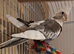 2 bonded unsexed cockateils