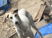 Turbo- Male lurcher x Saluki