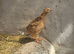 3 male Japonise quail