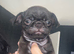 Beautiful Pug Puppies Ready 5th November