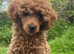F1 Show Line Cockapoo Puppies ️READY NOW️