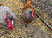 Vorwerk breeding trio for sale