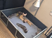 4 little puppies looking for there forever home