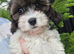 One beautiful cavachon girl looking for forever home
