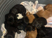 Working cocker spaniels